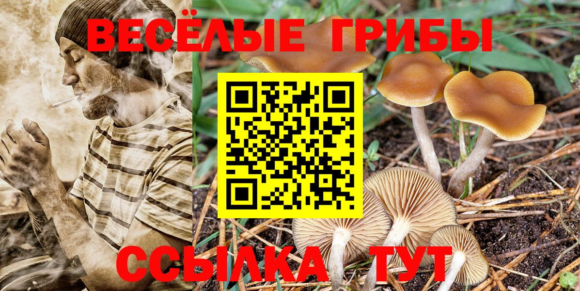 Тихвин  наркота  Вход с VPN  Галлюциногенные грибы Psilocybe 